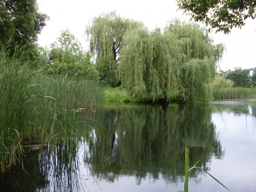 Кращими Ставчанських Долин на славній Кіцманщині є тільки Ставчанські Долини, де їх привабливість, нам сущим, дарували самі небеса...