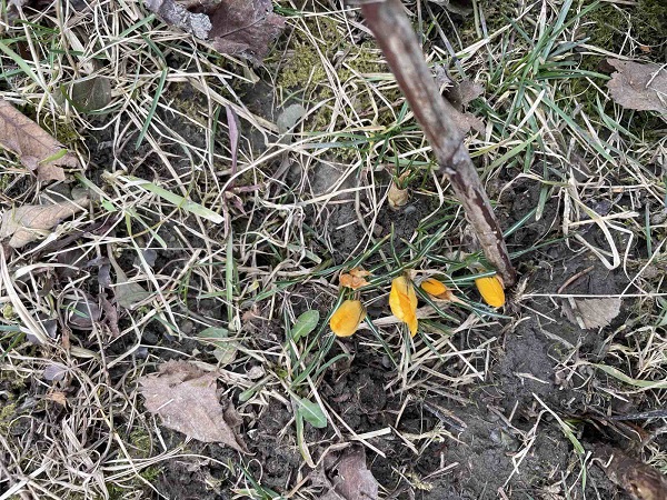 Файні милі первоцвіти. Та кращим з поміж них справедливо називають знаменитий шафран гейфелів...