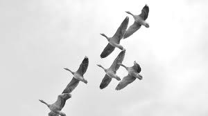 А дикі гуси на Буковину прилетіли і відлетіли...