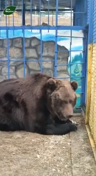 На Путильщині після зимової сплячки прокинулися ведмеді 