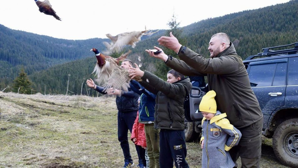 У путильські ліси на Буковині вперше випустили понад сім десятків фазанів 