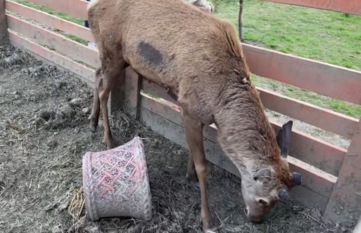 Морять спрагою. В Мамаївцях на тюльпановому полі під спекою мордують оленів