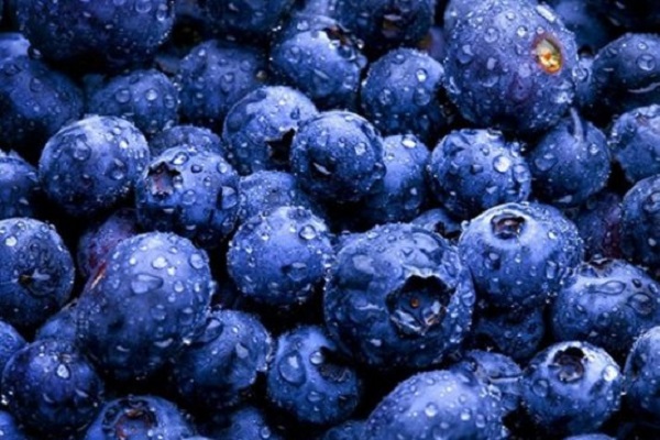 У лісах Буковини рясно цвіте чорниця, – обіцяє багатий врожай