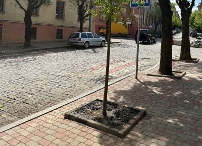 Тепер головне уберегти від вандалів і виростити: на вулиці Богдана Хмельницького висадили 8 лип