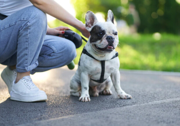У Клічука збирають пропозиції, де облаштувати зони для вигулу собак 