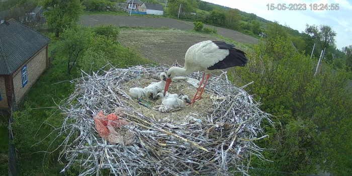 Цілодобовий стрім з гнізда лелек запустили вперше в історії України 