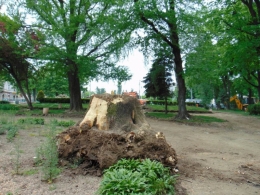 У сквері Дня вишиванки в Чернівцях зрубали 5 дерев