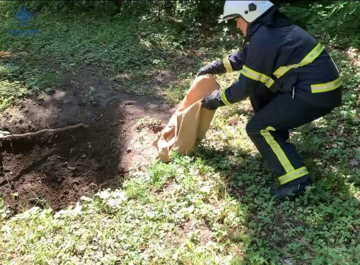 У Чернівцях з колектора рятували борсука