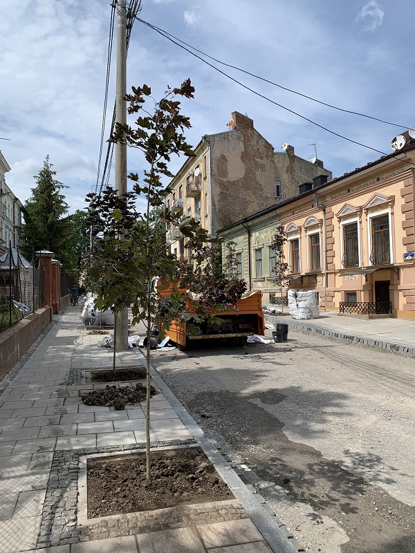 На частині вулиці Аркадія Жуковського у Чернівцях висадили нові дерева, замість знесених 