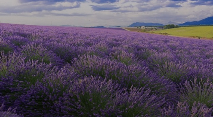 Лаванда - по всьому полю, це вам не звіробій, від чаю котрого хочеться танцювати, знаменита арніка, рута-м'ята і, звісно, не іван-чай  