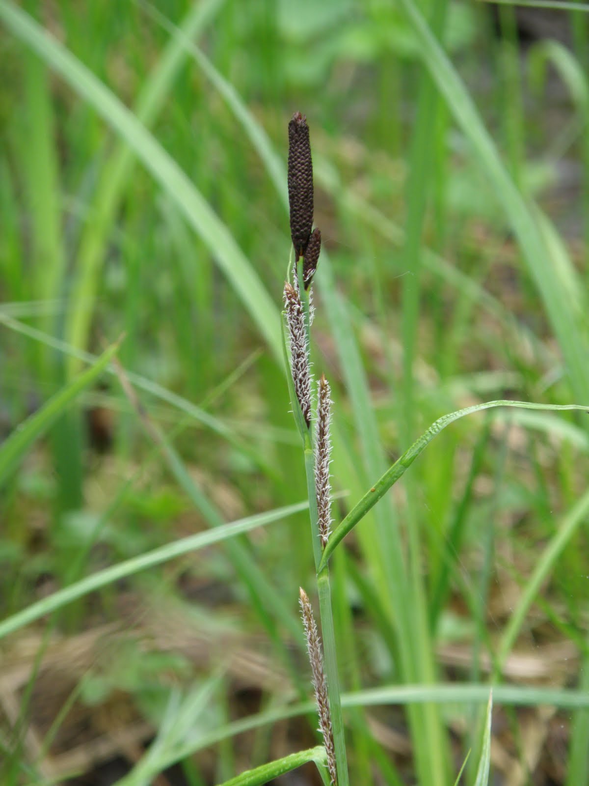 «Я тебе любив…»: 26-річний буковинець накинув собі петлю на шию через нерозділене кохання