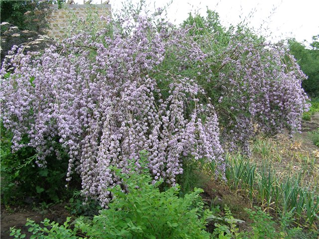 Базисний буковинський розсадник поповнився будлеєю та стефанандрою 