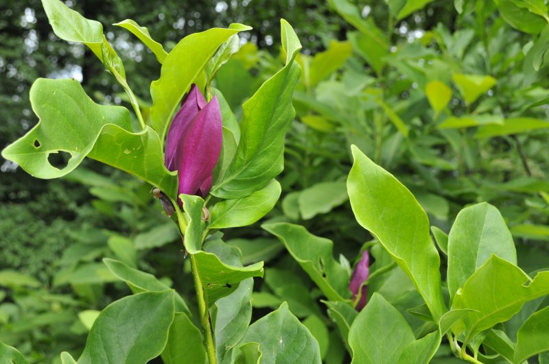 На Чернівці насувається спека