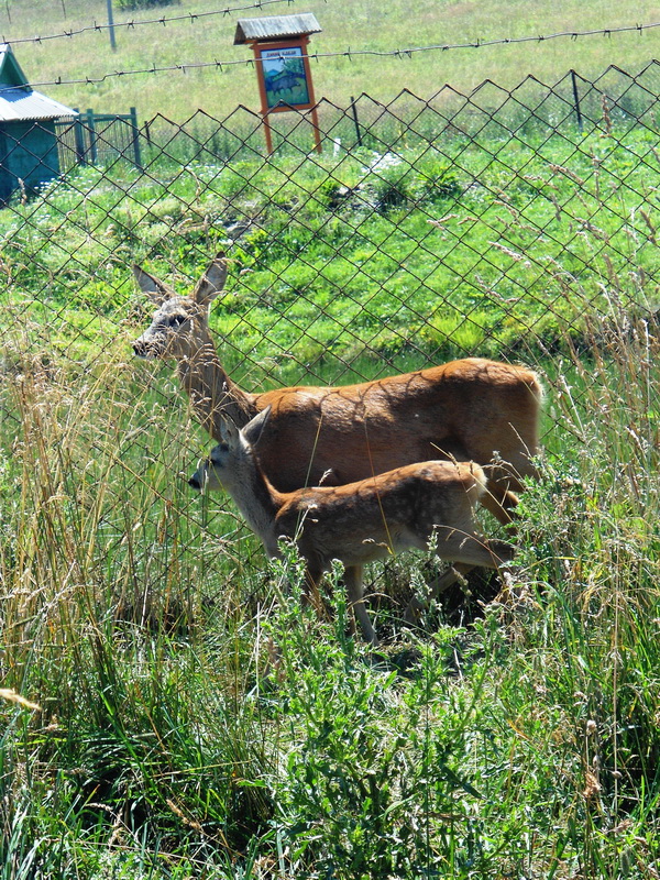 У вольєрі Селятинського лісництва з'явилися двоє нових козуленят 