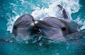 Прокурори недорахувалися бойових дельфінів та сивучів у Севастополі

