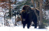 На Буковину з вінницьких лісів привезли двох зубрів з десяти  запланованих 