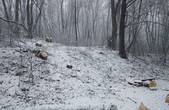 У Чернівцях незаконно вирубують дерева (ОНОВЛЕНО)