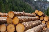 Найбільше лісу в Україні рубають не в Карпатах, а в Рівненській та Житомирській областях 