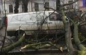 Трест зеленого господарства виплатив 150 тисяч гривень компенсації водіям, на автівки яких впали дерева