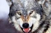 На Буковині вовки вже нападають на найвідаленіші хутірці