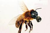 Пасічники кількох областей, які об’єдналися для боротьби проти отруєння бджіл  пестицидами, радилися у Черінвцях 