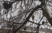 Вже понад десятиліття з десяток сов зимують на вербах поблизу будівлі ДФС у Чернівцях