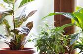 Кімнатні рослини можуть бути небезпечними: експерт назвала які  