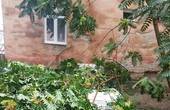 На вулиці Лисенка у Чернівцях дерево впало на припарковані автомобілі, а біля стадіону 'Буковина' просто на землю