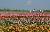 Цьогоріч туристи не зможуть офіційно помилуватися тюльпановими полями Буковини, але якщо спробують, як у Магалі, то власників оштрафують 
