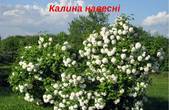 Вже цвіте на Буковині й калина, рясно, гарно, як може жодна інша в світі  рослина...