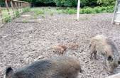 У вольєрі Ломачинецького лісництва  народилося троє поросят диких кабанів, яких восени випустять на волю