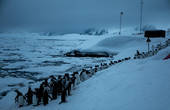 Пінгвіни у льодовій пастці п’ятий день без їжі, - 25-та УАЕ