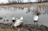 І 1,3 мільйона бюджетних гривень не допомогли: лебеді, які зимували у Чорториї ще з 1980-х, покинули озеро