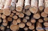 У Європейському Союзі тішаться, що таки змусили Україну відновити експорт необробленого лісу-кругляку