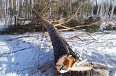 На Вижниччині під час валки лісу загинув 45-річний чоловік