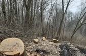 У дендропарку «Киселівський «Гайдейка» за два роки незаконно вирубали дерев майже на пів мільйона гривень 