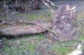 Двоє жителів Лужан та Шипинців незаконно зрубали 70 дерев на понад 300 тис. грн 