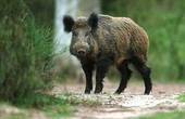 На Буковині дикі свині нищать городину і загрожують людям