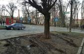 У центральній частині Чернівців під час масових заходів автомобілісти знищують зелені зони