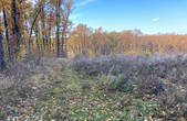 Буковинець на території ДП «Путильське лісове господарство» незаконно зрубав ялинки