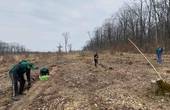 На Буковині розпочали весняну висадку лісів