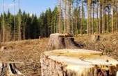 Житель Ванчиківців незаконно зрубав 70 дерев