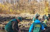 На Буковині з початку весняної кампанії висадили 157 тисяч сіянців дерев різних порід