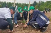 Півмільйона дубів та ялиць висадили на Буковині 