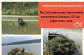 На Дністровському водосховищі встановлено близько 100 од. нерестових гнізд