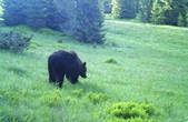 На кордоні з Румунією прикордонники зустріли ведмедя