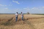 На Буковині очікують зібрати майже 160 тис. тонн врожаю пшениці 