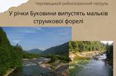 В останній день літа у річки Буковини випустять 60 тисяч  мальків струмкової форелі