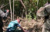 Рубали на висоті близько сантиметра від землі: на Новоселиччині виявили 10 пнів різного діаметру