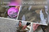 На Буковині у Черемош вселили п'ять тисяч мальків лосося дунайського